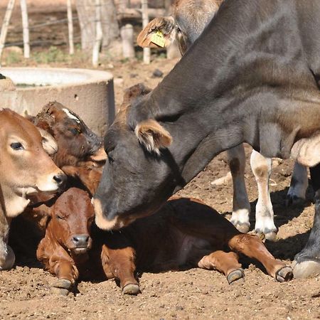 Haasenhof Gästefarm Villa Okahandja Exteriör bild