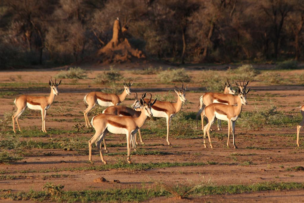 Haasenhof Gästefarm Villa Okahandja Exteriör bild