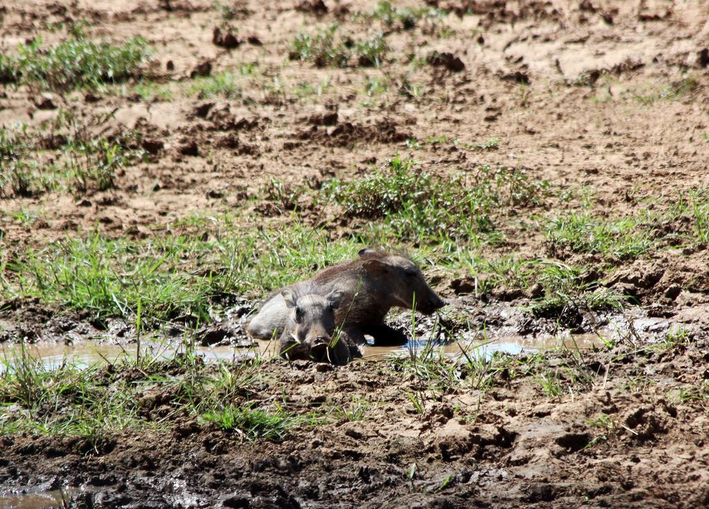 Haasenhof Gästefarm Villa Okahandja Exteriör bild