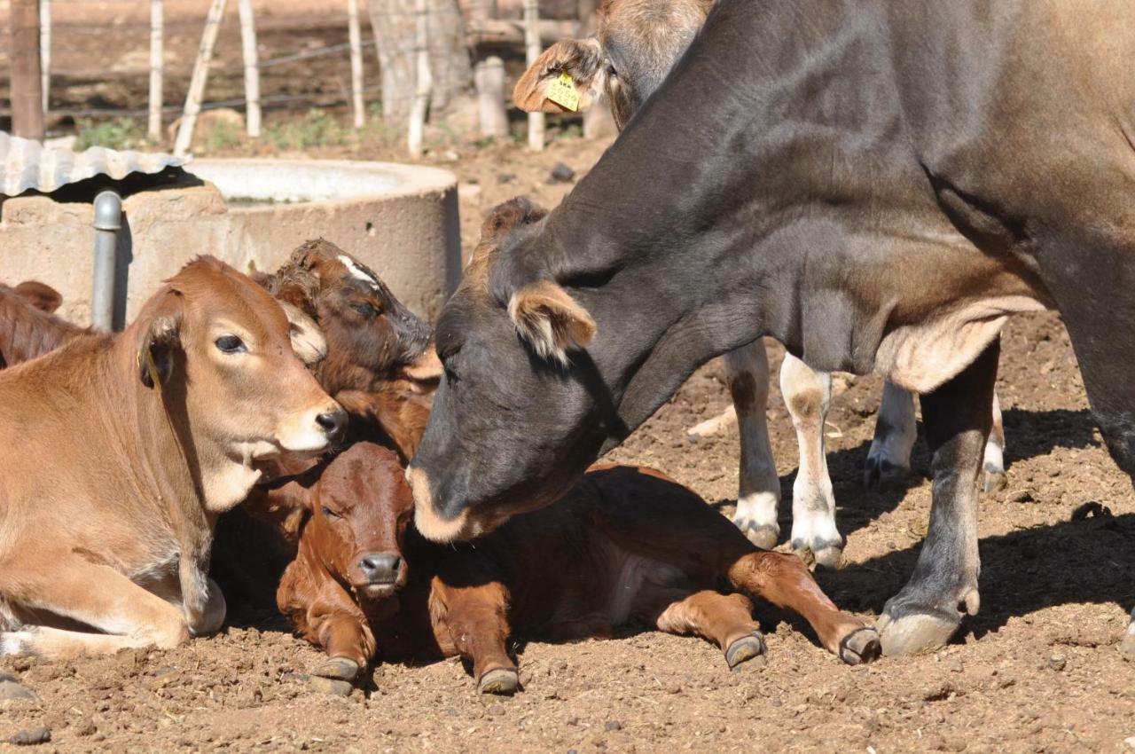 Haasenhof Gästefarm Villa Okahandja Exteriör bild